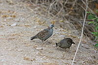 JF211 A 012 Callipepla douglasii.jpg