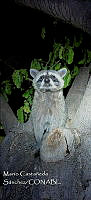 MCS IM0200 Procyon lotor insularis.jpg
