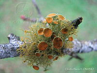 CA001 Teloschistes sp..jpg