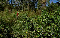 FBA1277 Ipomoea triloba.jpg