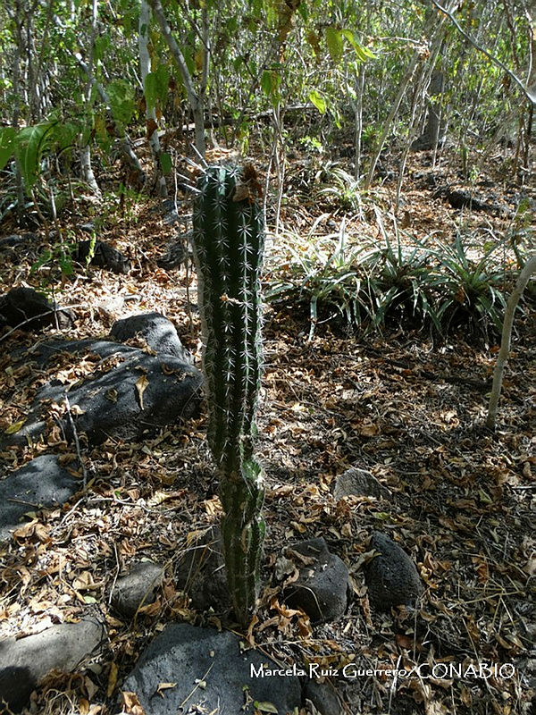 MRG 2017 1387%20Pachycereus%20pecten aboriginum%20(MRG 15nov17 a).JPG.nyfXo f0MdmDdx1jQA3g0JtbmFja29CbnFuZ3NAbXJ6LGtwZwA.Ldp84rwh9 