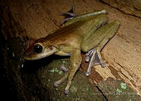 JLAL0021 Charadrahyla taeniopus.jpg