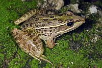 VHL0495 Lithobates magnaocularis.jpg