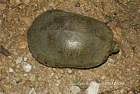 JCC0421 Trachemys venusta.JPG