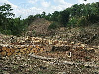 ARVR 001 Deforestación.jpg