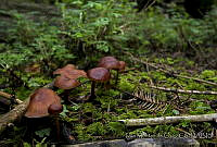 IMDOC0314 Fungi.jpg