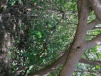 LM019 1046 Laguncularia racemosa, Rhizophora mangle.jpg