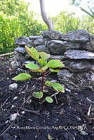 SG019 0271 Hibiscus sabdariffa.jpg