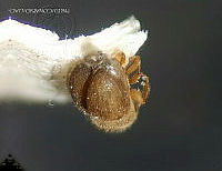 WR012 100 Hypocryphalus dilutus.jpg