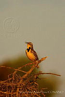 VOAP0097 Sturnella neglecta.jpg