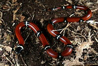 VHL0491 Lampropeltis triangulum.jpg