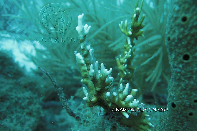 NE018%200957%20Acropora%20cervicornis.jpg.jSeU6OTzMcn39dNjQA3g0JtbmFja29CbnFuZ3NAbXJ6LGtwZwA.ijbhPqjLVX