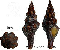 KT014 0759 Fusinus  colpoicus.JPG