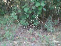 MRG-2017-952 Boerhavia erecta (MEGA-25oct17-b).JPG
