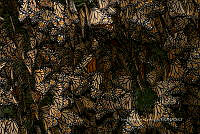 IDG1852 Danaus plexippus.jpg