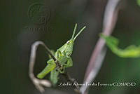 ZAPF0521 Sphenarium purpurascens.jpg