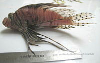 HE009 P 1913 Pez león asiático.JPG