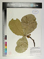 JAdNV0187 Quercus resinosa.JPG