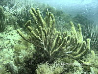 NE018 0072 Pseudoplexaura.jpg