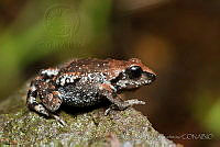 IMDOC0905 Eleutherodactylus grandis.jpg