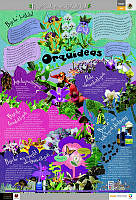 CHOL_orquideas.jpg