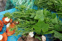 IMDOC Hong 0030 Cucurbita ficifolia.jpg.jpg