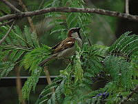 CGL1687 Passer domesticus.jpg