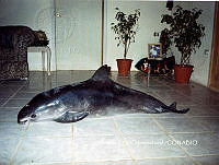 NBA0041 Phocoena sinus.jpg
