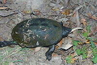 JCC0465 Kinosternon integrum.JPG