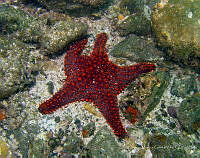 CMGV0112 Pentaceraster cumingi.jpg