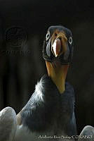 ARS00402 Sarcoramphus papa.jpg