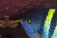 CCK0286 Abudefduf troschelii.jpg