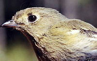 MGaves 2811 Vireo huttoni.jpg