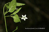 AKGC031 Capsicum annuum ssp. glabriusculum.JPG