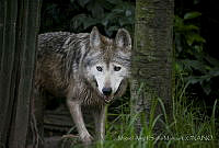 MASM06358 Canis lupus baileyi.jpg