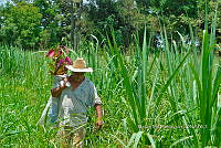 MOR 001 Zea mays.jpg