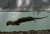 MASM05002 Lontra longicaudis.jpg