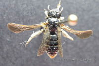 CGVM1229 Pseudopanurgus fuliginosus.jpg