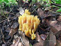 JCDJC 0006 Ramaria.jpg