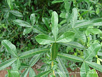 MEGA 0557 Crescentia alata.JPG