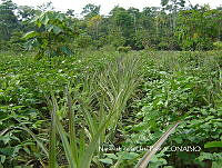 ZG012 0032 Ananas comosus.jpg