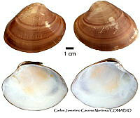 KT014 0307 Megapitaria squalida.JPG