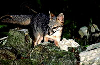HBB0033 Urocyon cinereoargenteus.jpg