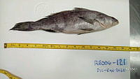 RE006 0053 Totoaba.tif