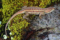 VHL0514 Sceloporus scalaris ssp. unicanthalis.jpg