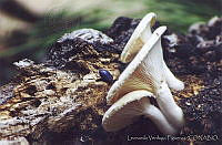 LVF0011 Pleurotus dryinus.jpg