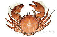 NE018 1226 Porcellana sayana_D.jpg