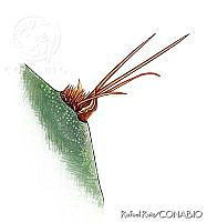 RR0015 Opuntia sp..jpg