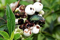 NCCM 006 Cotinis mutabilis.jpeg