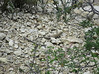 CAR 0025 Aspidoscelis tigris.jpg